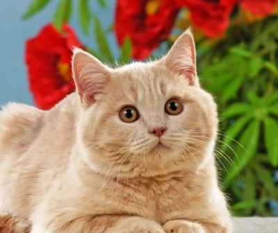 customer photo of GWA Kate a cat